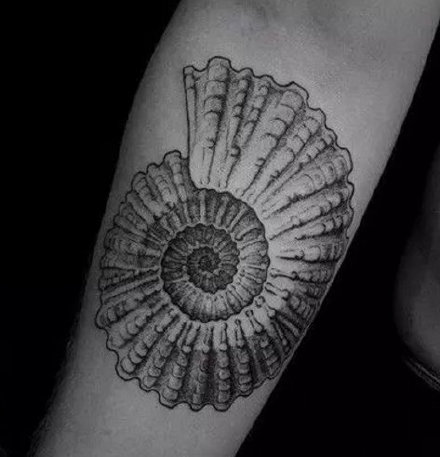 点击大图看下一张：9张美丽的贝壳主题纹身作品图案