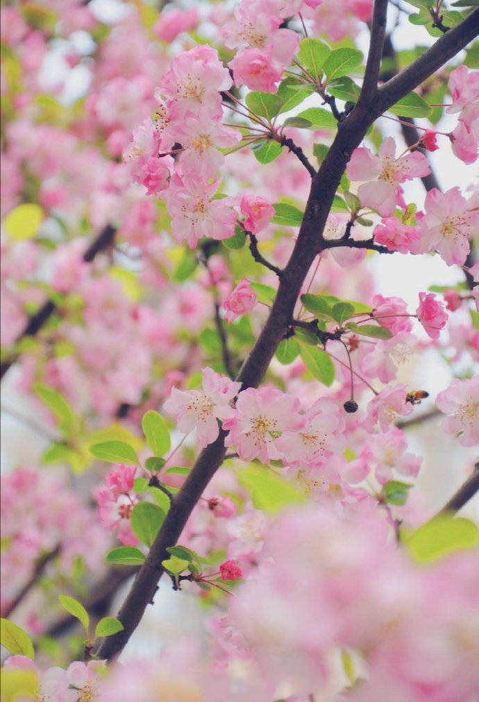 点击大图看下一张：三月初春，自然是草长莺飞、花红柳绿的人间好时节
