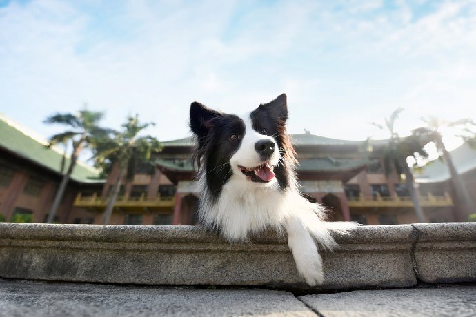 点击大图看下一张：绿油油的草丛里可爱的小狗图片欣赏