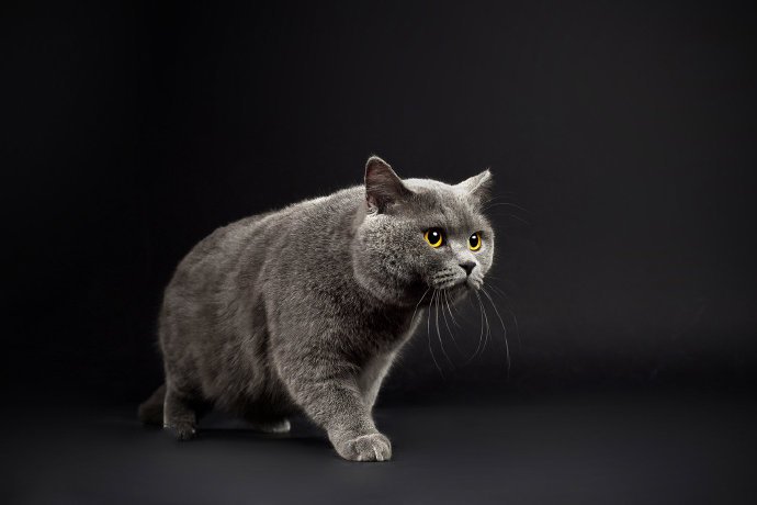 点击大图看下一张：一组超可爱的灰色小猫图片欣赏