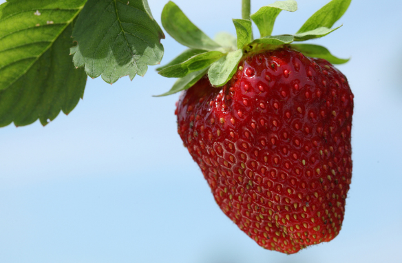点击大图看下一张：草莓是老少皆宜的一种水果，非常受到大众的欢迎
