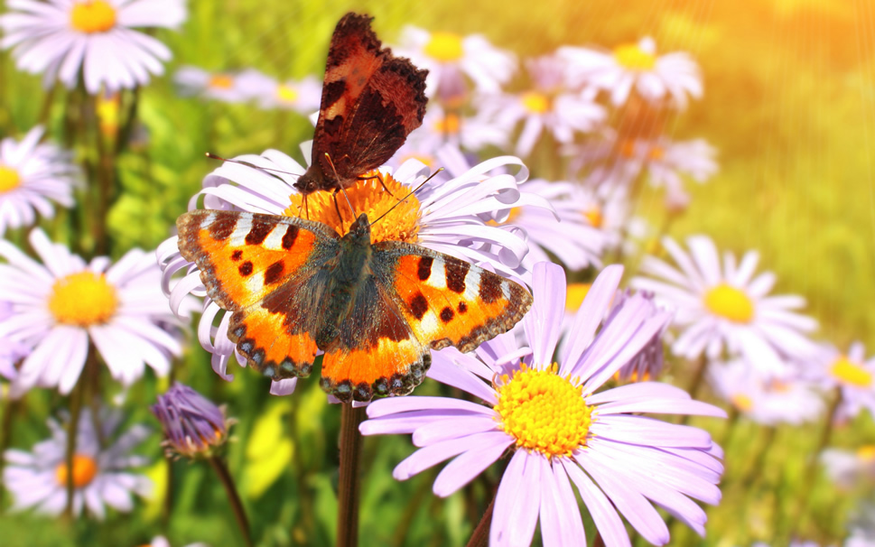 点击大图看下一张：一组超美的蝴蝶停落在花朵的图片