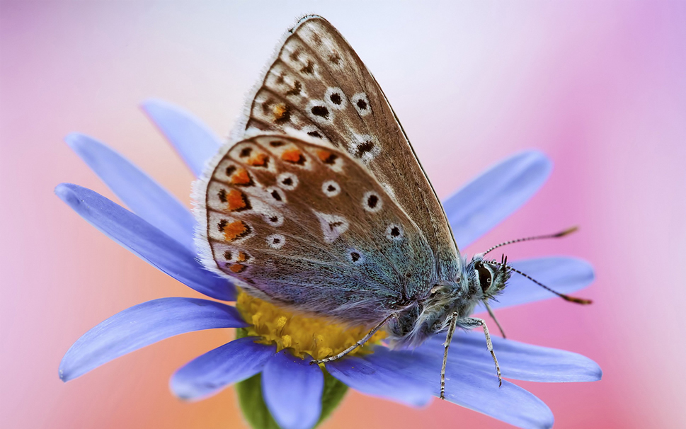 点击大图看下一张：一组超美的蝴蝶停落在花朵的图片