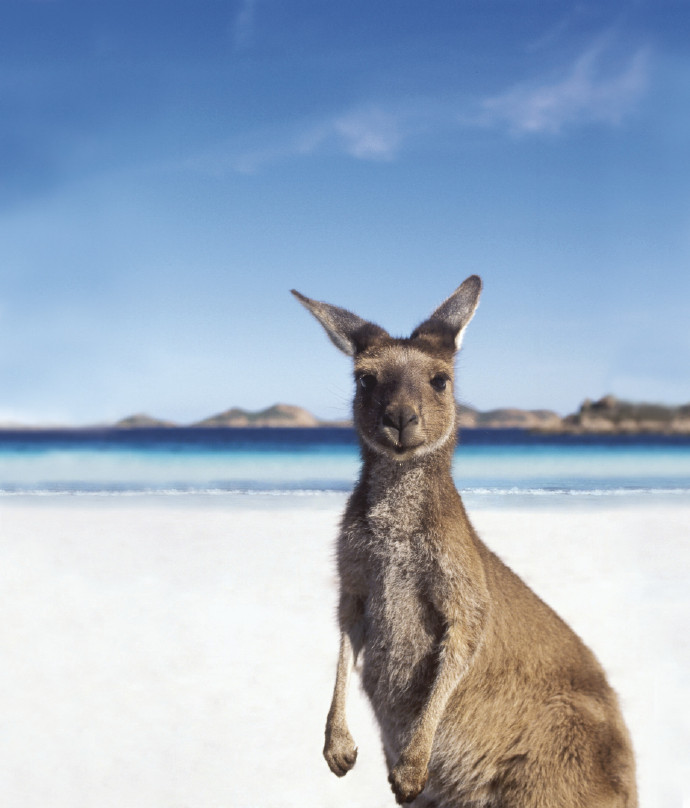 点击大图看下一张：有着洁白的沙滩和可爱的动物的澳大利亚