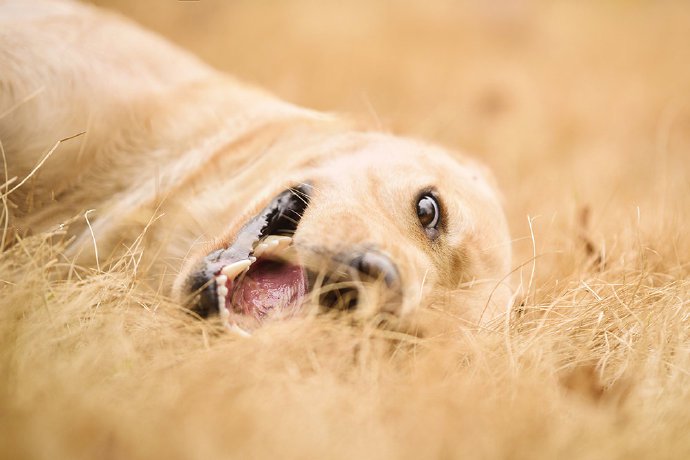 点击大图看下一张：一组超可爱的狗狗吐舌头的图片欣赏