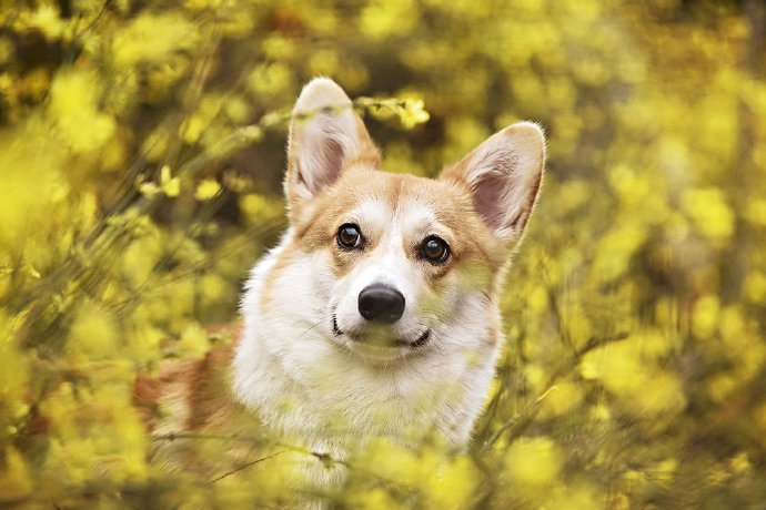 点击大图看下一张：一组超可爱的狗狗吐舌头的图片欣赏