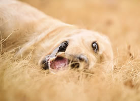 一组超可爱的狗狗吐舌头的图片欣赏