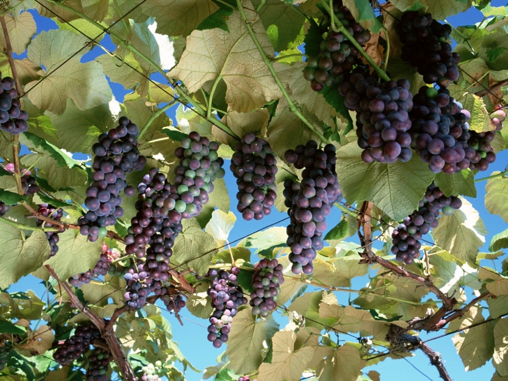 点击大图看下一张：挂在藤上一串串成熟的紫葡萄图片欣赏