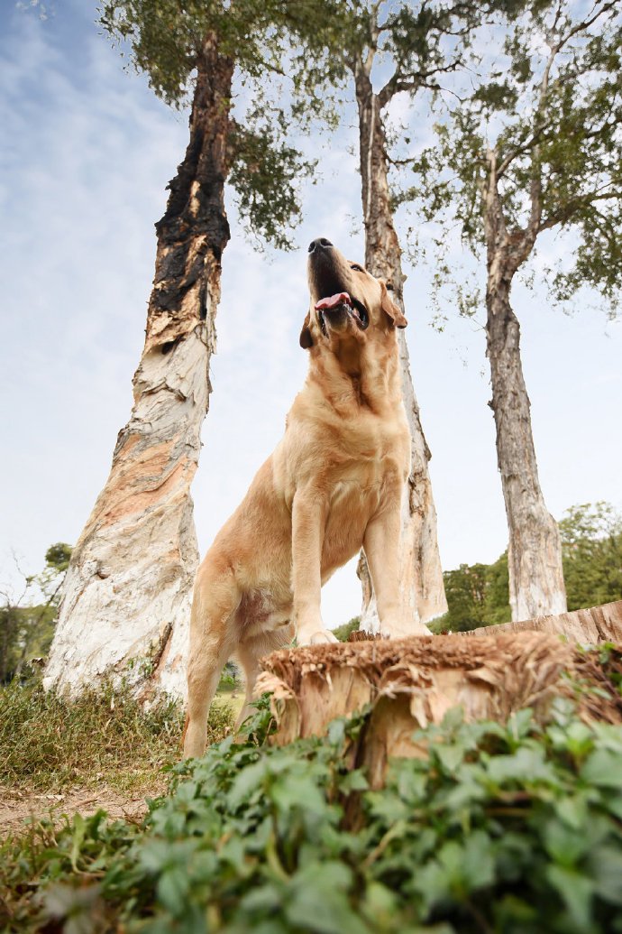 点击大图看下一张：一组超级可爱的金毛狗狗拍摄图片欣赏