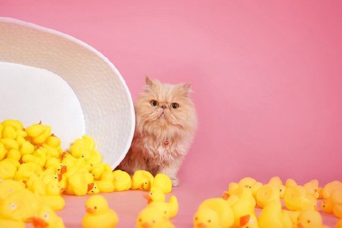点击大图看下一张：一组超可爱的小猫在一堆小黄鸭里