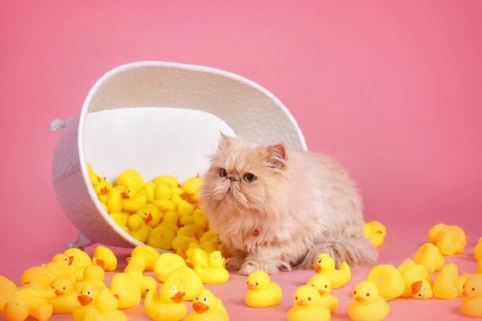 点击大图看下一张：一组超可爱的小猫在一堆小黄鸭里