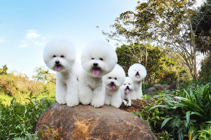 点击大图看下一张：一组超可爱的一群小白狗图片欣赏