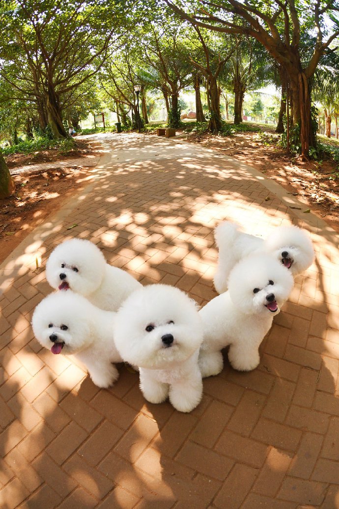 点击大图看下一张：一组超可爱的一群小白狗图片欣赏