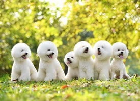 一组超可爱的一群小白狗图片欣赏