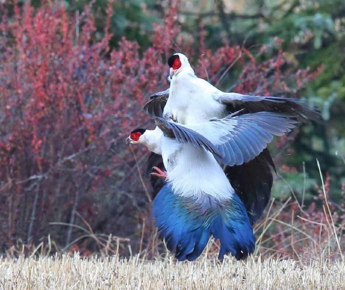 点击大图看下一张：晨鸟起舞，双宿双栖美景图片欣赏