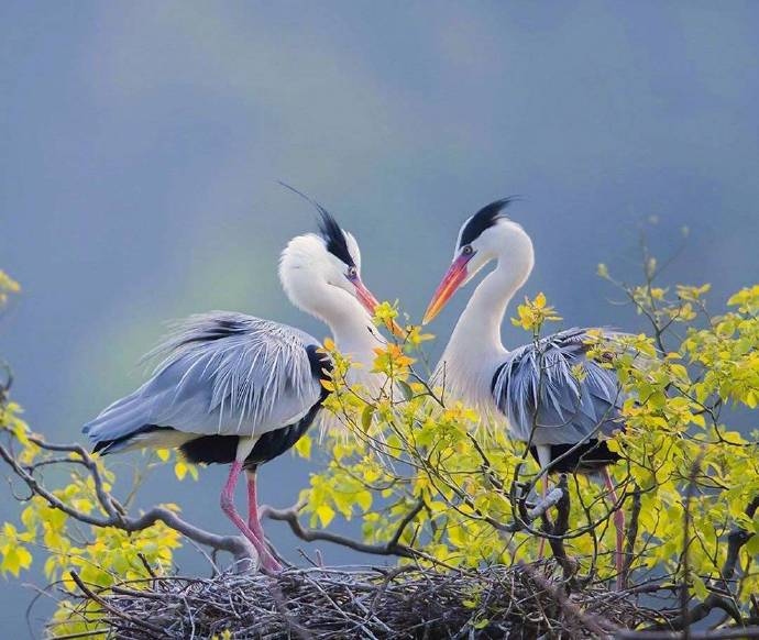 点击大图看下一张：晨鸟起舞，双宿双栖美景图片欣赏