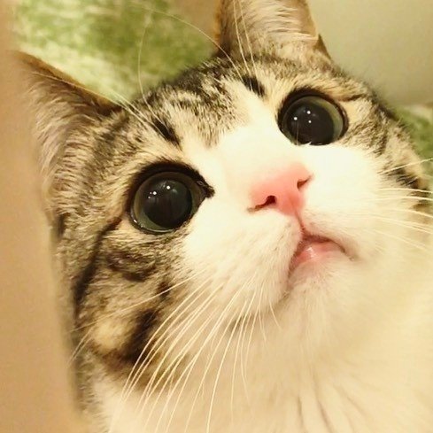 点击大图看下一张：有着圆圆大眼睛的可爱小猫猫图片欣赏