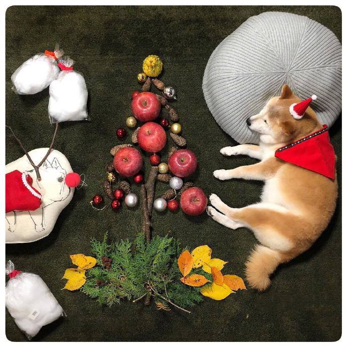 点击大图看下一张：一组超可爱的小狗狗睡觉的可爱图片欣赏