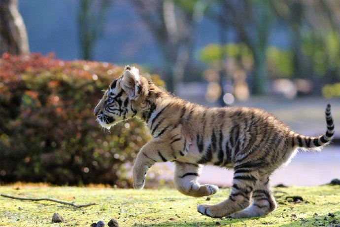 点击大图看下一张：位于日本大分县宇佐市非洲野生动物公园里面的小老虎