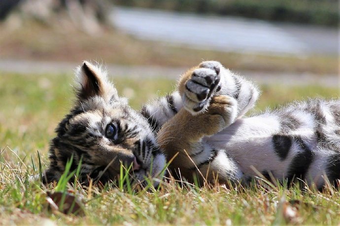 点击大图看下一张：位于日本大分县宇佐市非洲野生动物公园里面的小老虎
