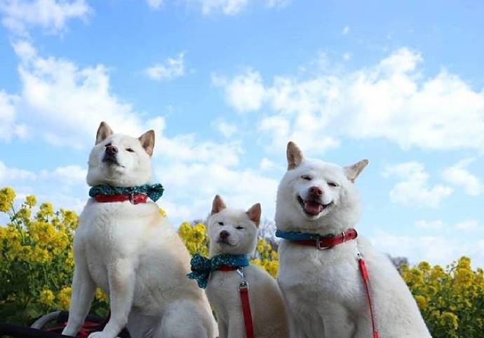 点击大图看下一张：白色柴犬Chiro、Choco、Milk一家三口的春日旅行