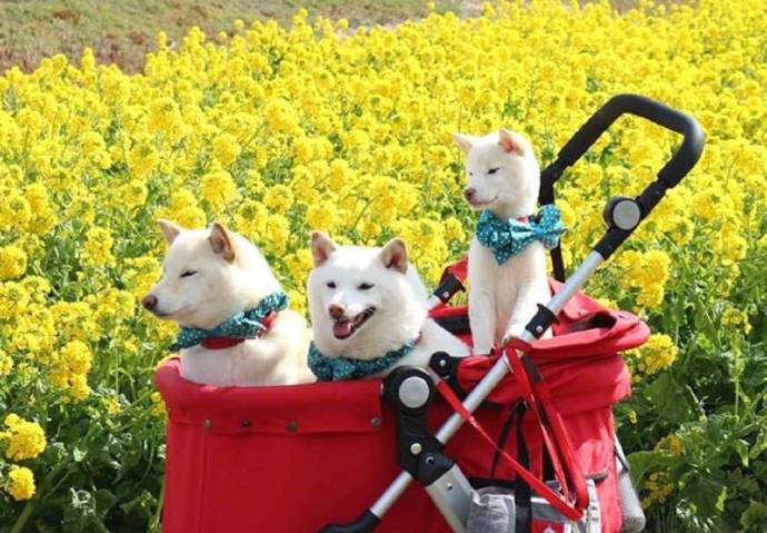 点击大图看下一张：白色柴犬Chiro、Choco、Milk一家三口的春日旅行