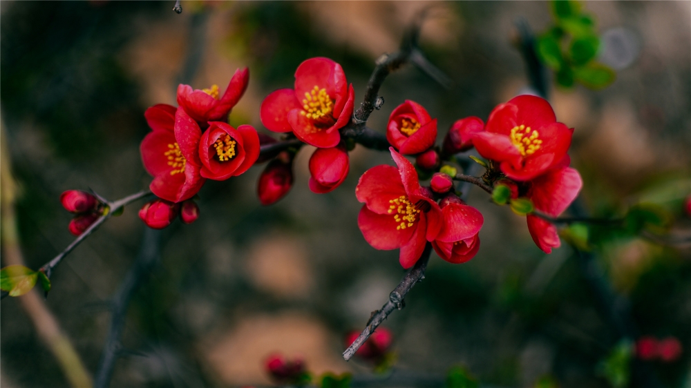 点击大图看下一张：唯美雨后红色艳丽的海棠高清图片欣赏