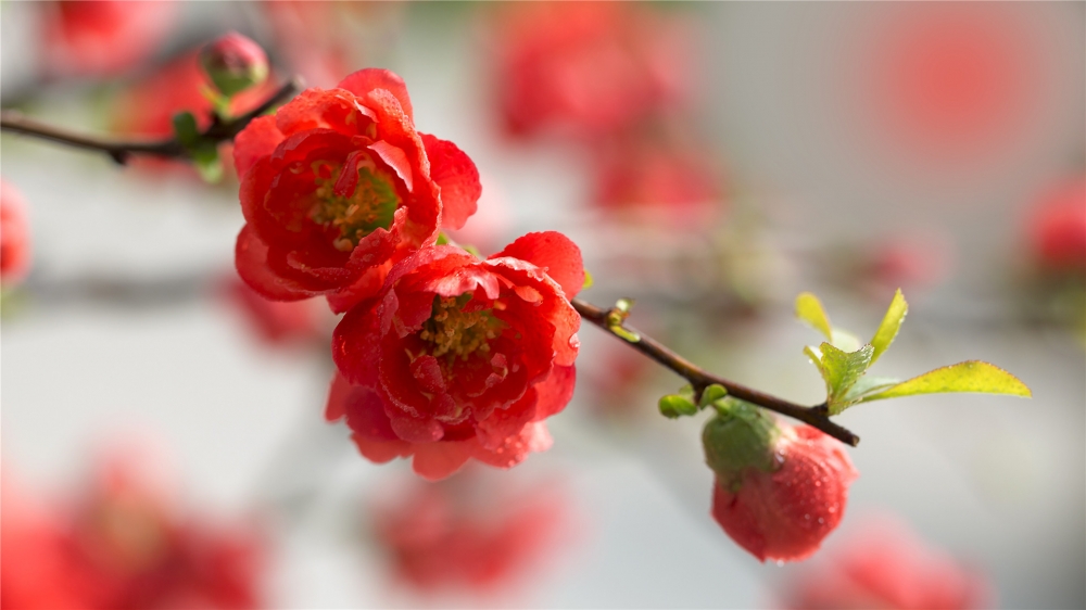 点击大图看下一张：唯美雨后红色艳丽的海棠高清图片欣赏