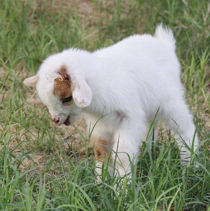 点击大图看下一张：浑身的白色细毛那么洁白、柔软的小羊
