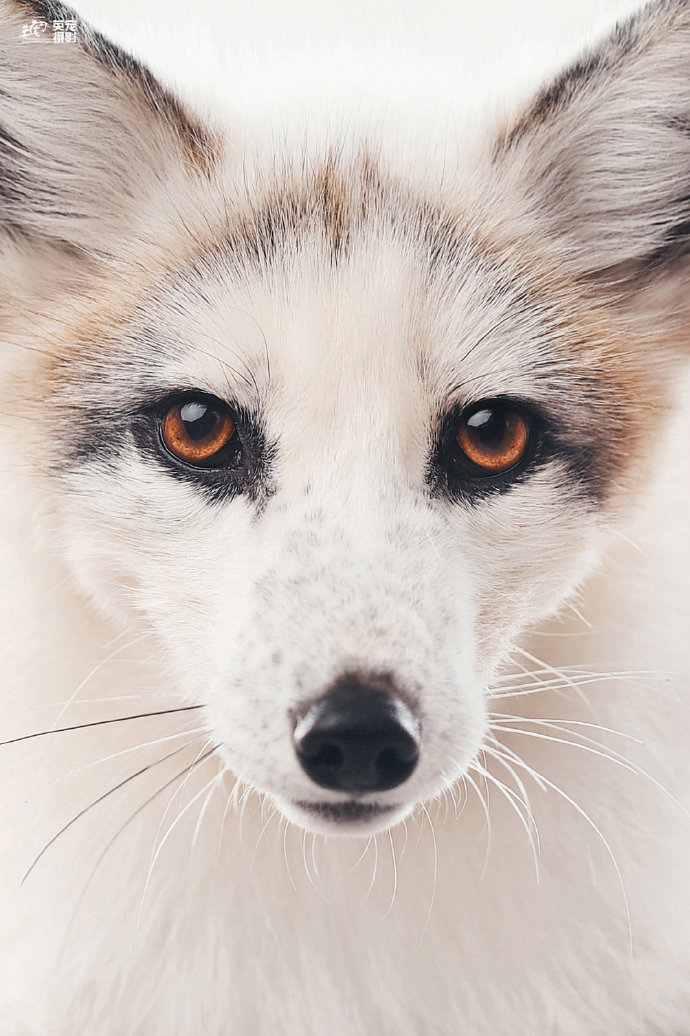 点击大图看下一张：一只流浪小院里的雪白的白狐图片欣赏