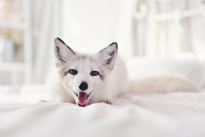 点击大图看下一张：一只流浪小院里的雪白的白狐图片欣赏