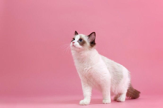 点击大图看下一张：一组超可爱的小白猫图片欣赏