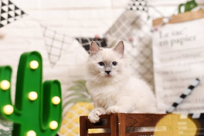 点击大图看下一张：一组超可爱的小白猫图片欣赏