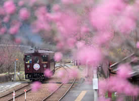 一组特别美丽的开往春天的火车