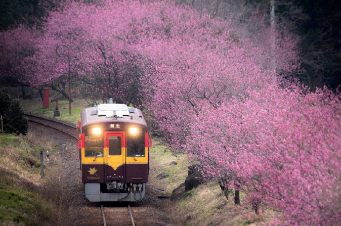 点击大图看下一张：一组特别美丽的开往春天的火车