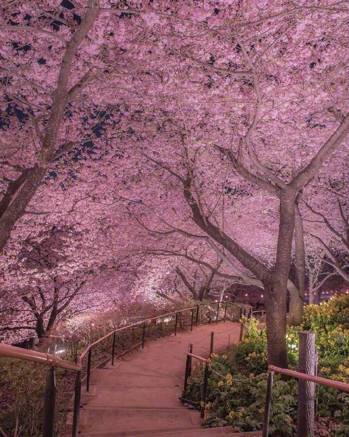 点击大图看下一张：夜间樱花也美的别有一番韵味