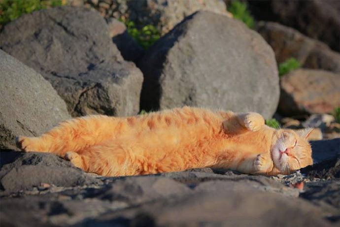 点击大图看下一张：美美的橘猫，吸一口，面包的香气