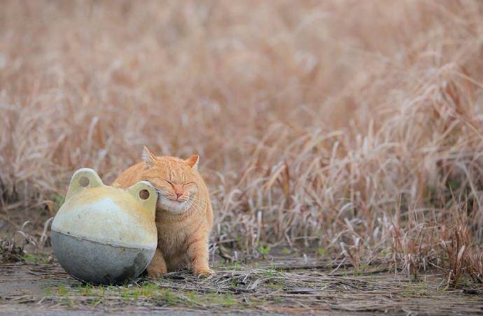 点击大图看下一张：美美的橘猫，吸一口，面包的香气