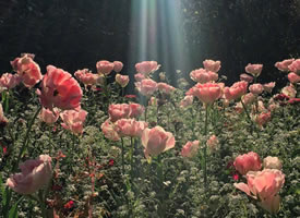 一组粉粉的看起超有韵味的蔷薇花图片