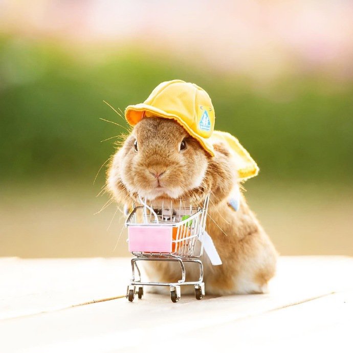 点击大图看下一张：一组超级可爱小兔子戴帽子图片欣赏