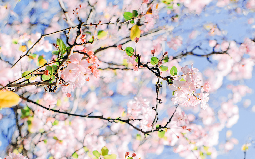 点击大图看下一张：春天里一组粉色浪漫樱花图片