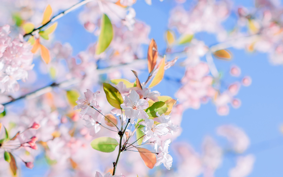 点击大图看下一张：春天里一组粉色浪漫樱花图片