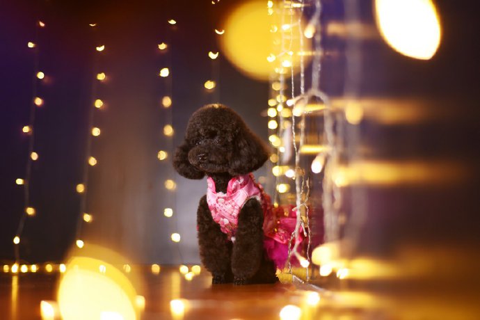 点击大图看下一张:两只可爱狗狗的快乐生活图片欣赏