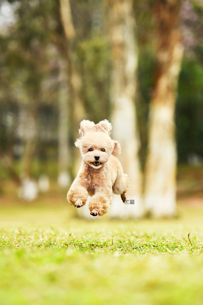 点击大图看下一张:两只可爱狗狗的快乐生活图片欣赏