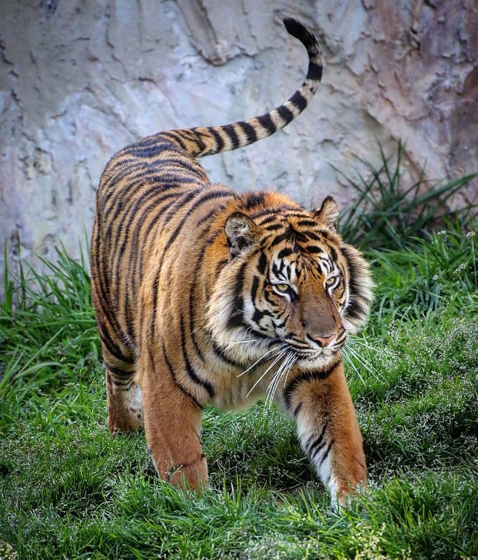 点击大图看下一张：行动间体态呈流线型，肌肉结实健美的老虎