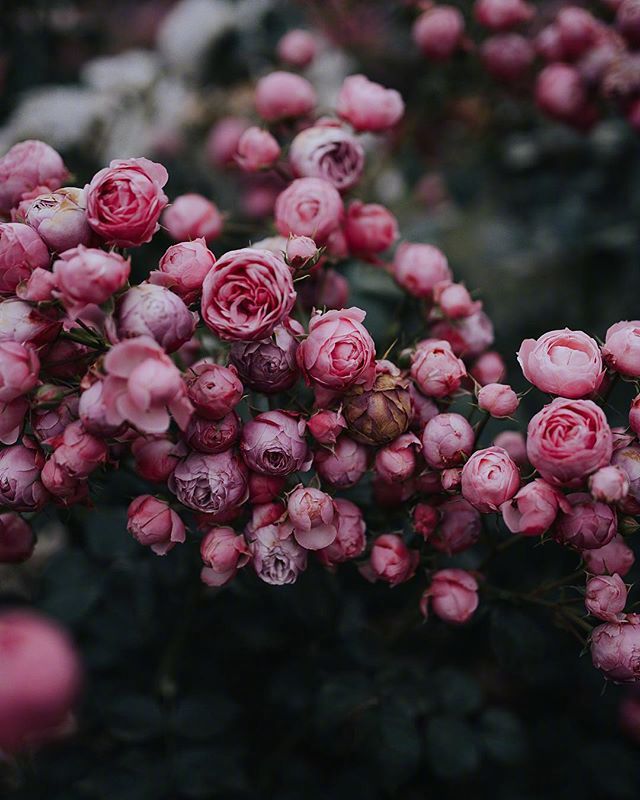 点击大图看下一张：蔷薇花浅粉的像小姑娘羞红的小脸蛋