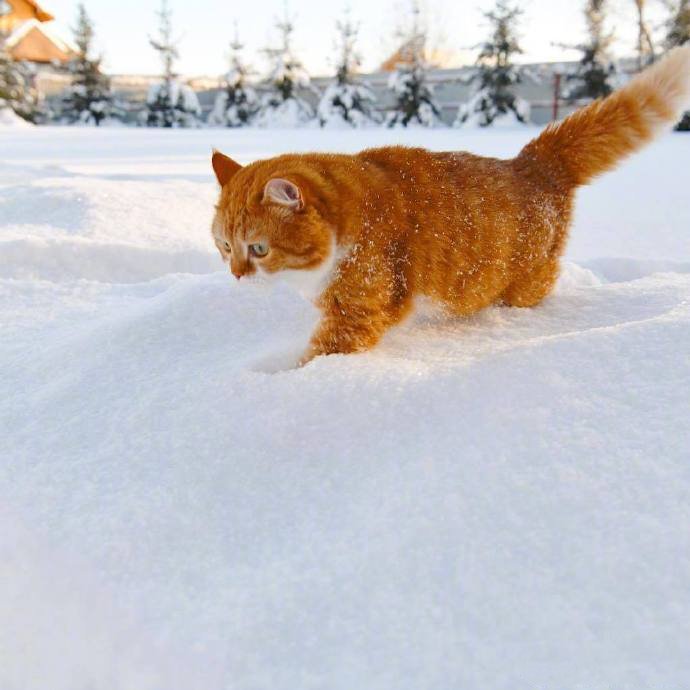 点击大图看下一张：奔跑中的大橘，一道橘光在雪中划过