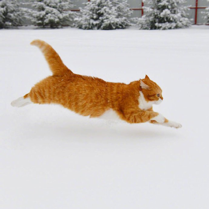点击大图看下一张：奔跑中的大橘，一道橘光在雪中划过