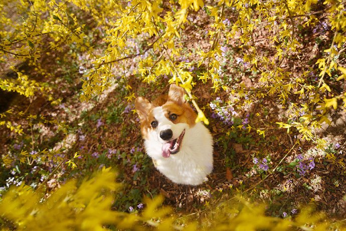 点击大图看下一张：小狗狗和迎春花一起合拍的图片欣赏