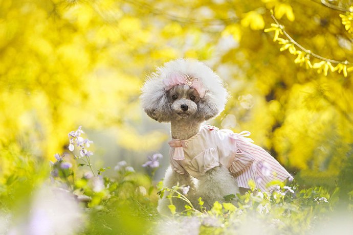 点击大图看下一张：小狗狗和迎春花一起合拍的图片欣赏